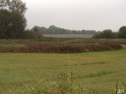 In den Schwalmwiesen bei Niedergrenzebach