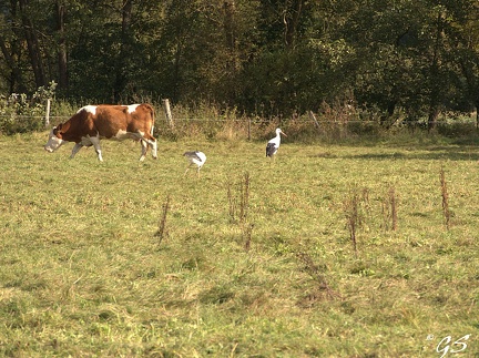 In den Schwalmwiesen bei Zella