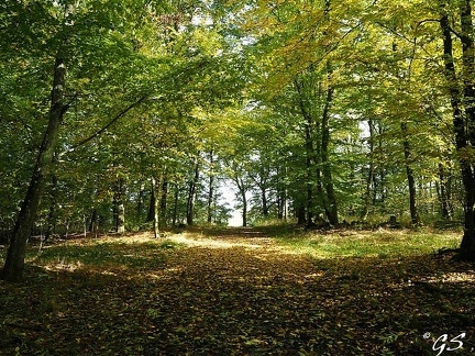 Herbstwald bei trutzhain