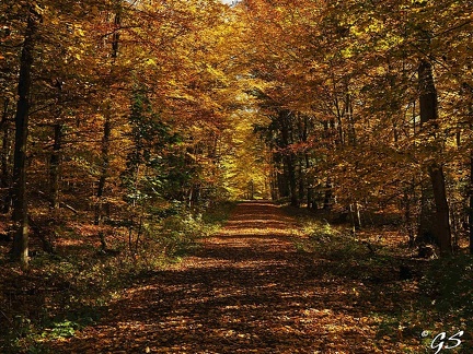 Im Wald bei Trutzhain