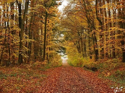 Im Wald bei Trutzhain oberhalb der Kohlenstrasse